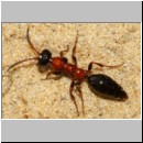 Methocha ichneumonides - Trugameise w10a 8mm.jpg